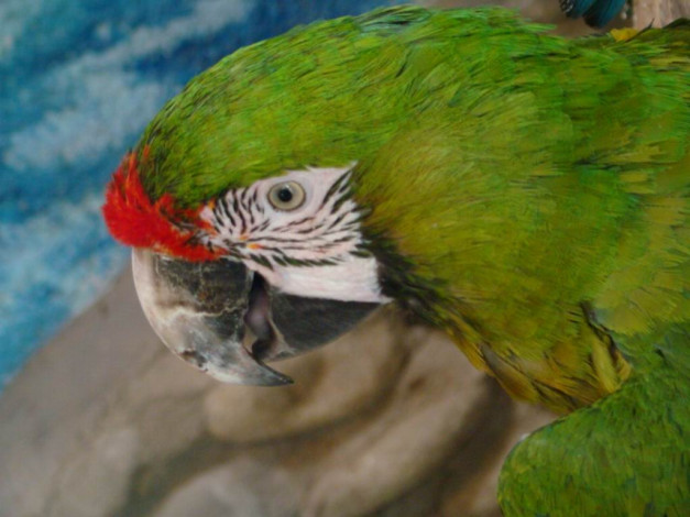 Обои картинки фото животные, попугаи