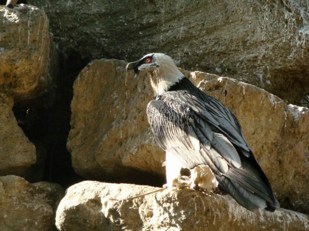 Обои картинки фото животные, птицы, хищники