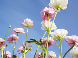 Картинка цветы ранункулюс азиатский лютик