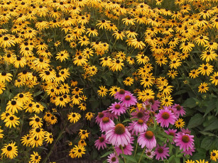 Картинка цветы рудбекия