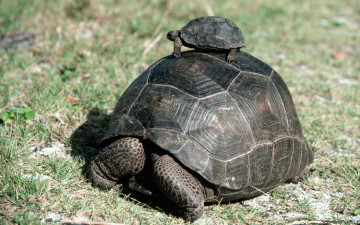 Картинка животные Черепахи