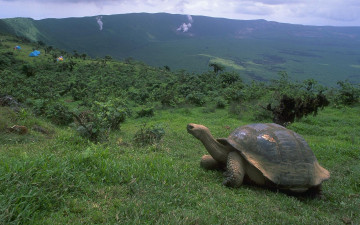 Картинка животные Черепахи