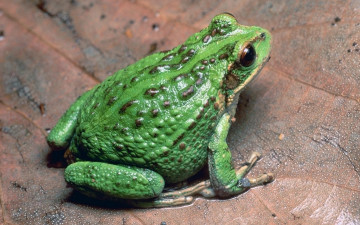 Картинка животные лягушки