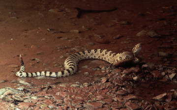 Картинка животные змеи питоны кобры