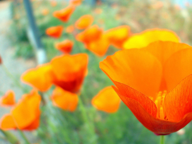 Обои картинки фото цветы, эшшольция