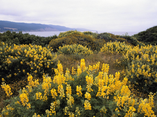 Обои картинки фото цветы, луговые, полевые