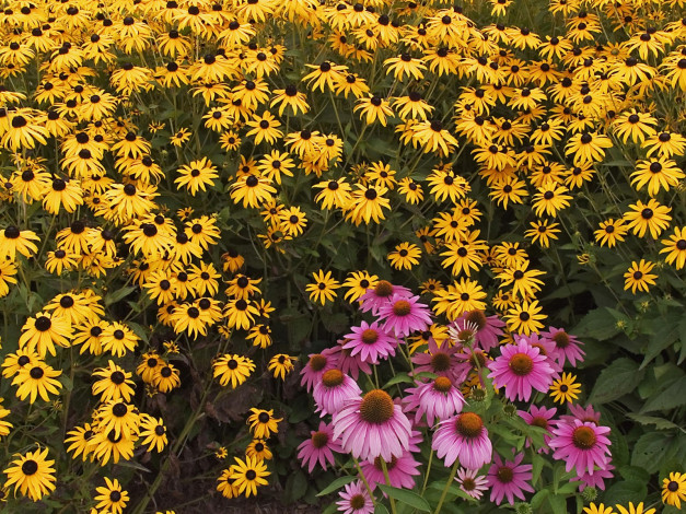 Обои картинки фото цветы, рудбекия