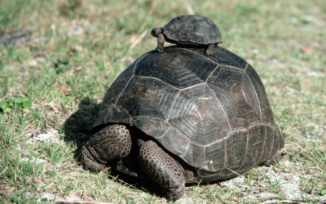 Обои картинки фото животные, Черепахи