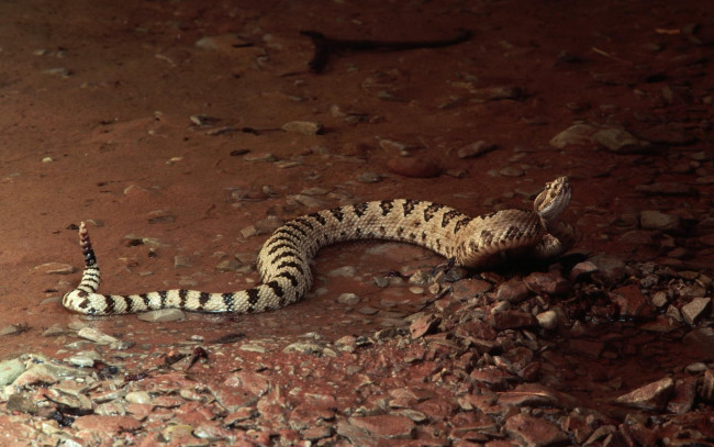 Обои картинки фото животные, змеи, питоны, кобры