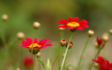 Картинка цветы луговые полевые