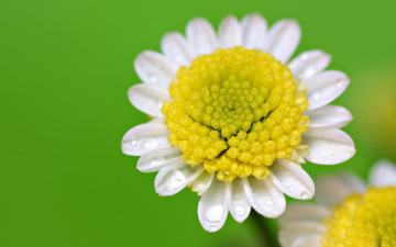 Картинка цветы ромашки