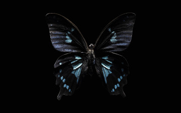 Картинка животные бабочки