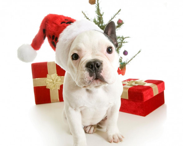 Обои картинки фото животные, собаки