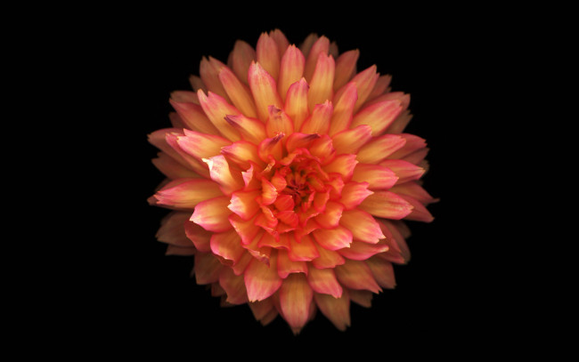 Обои картинки фото цветы, георгины