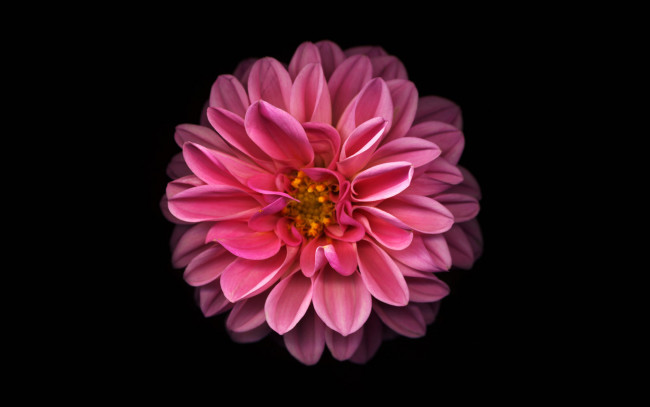 Обои картинки фото цветы, георгины