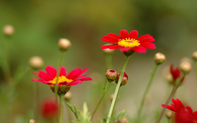 Обои картинки фото цветы, луговые, полевые