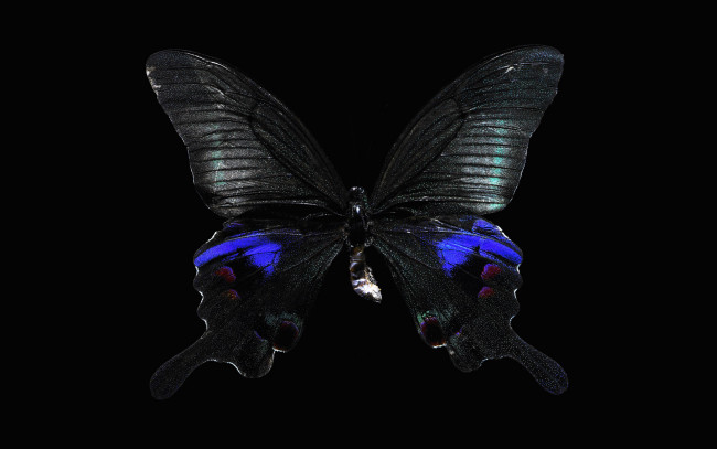 Обои картинки фото животные, бабочки