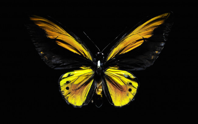 Обои картинки фото животные, бабочки