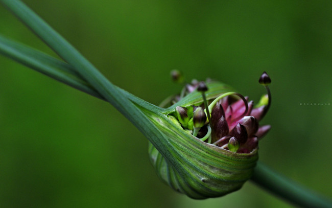 Обои картинки фото природа, макро, ростки