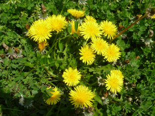 Картинка цветы одуванчики лепестки