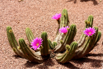 Картинка цветы кактусы колючки розовый