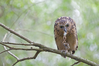 Картинка животные совы лягушка обед малайский рыбный филин ветка