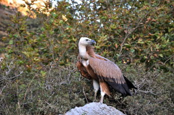 Картинка животные птицы хищники гриф птица хищник камень деревья