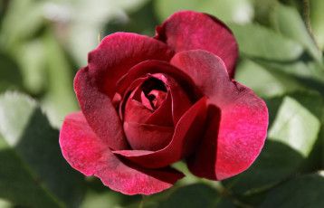 Картинка цветы розы малиновый