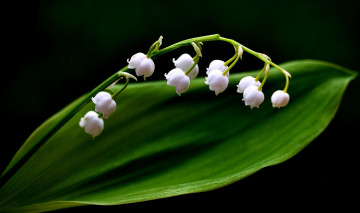 Картинка цветы ландыши белый веточка