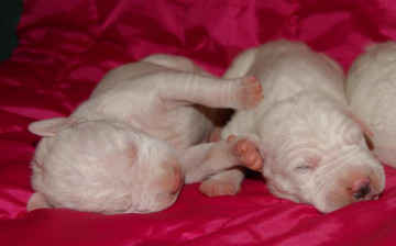 Картинка животные собаки щеночки аргентинский дог