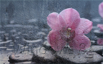 Картинка компьютеры windows цветок