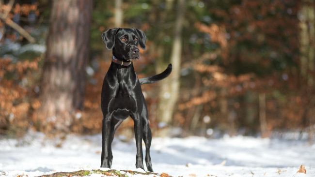 Обои картинки фото животные, собаки, фон, собака, зима