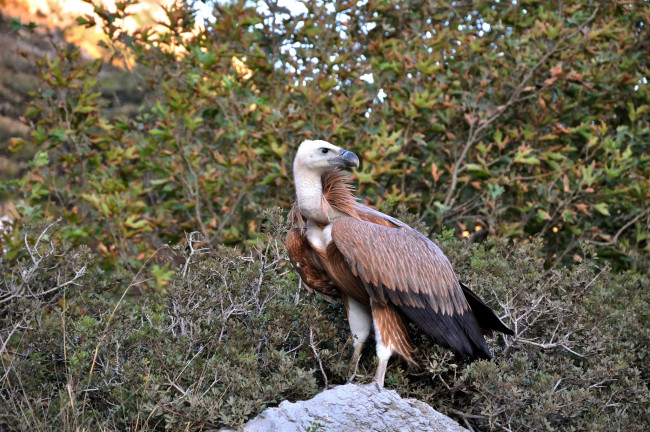 Обои картинки фото животные, птицы, хищники, гриф, птица, хищник, камень, деревья