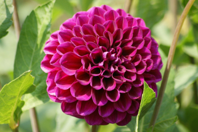 Обои картинки фото цветы, георгины, лиловый, круглый