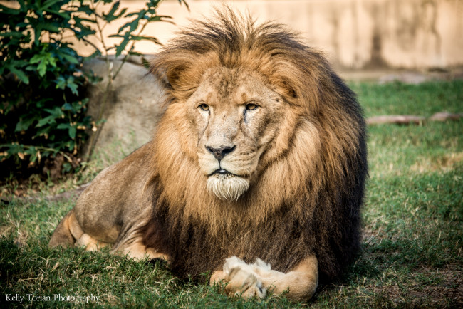 Обои картинки фото животные, львы, грива, царь