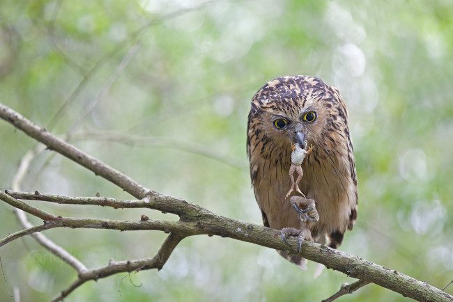 Обои картинки фото животные, совы, лягушка, обед, малайский, рыбный, филин, ветка