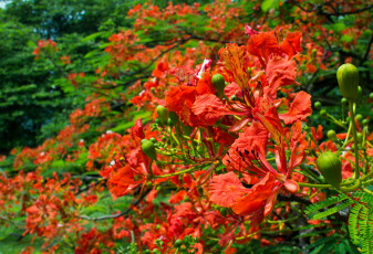 Картинка цветы делоникс+королевский+ огненное+дерево тропики