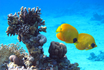 Картинка животные рыбы тропики