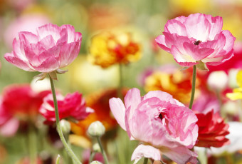 Картинка цветы ранункулюс+ азиатский+лютик яркий