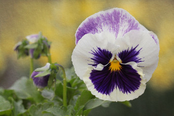 Картинка цветы анютины+глазки+ садовые+фиалки макро