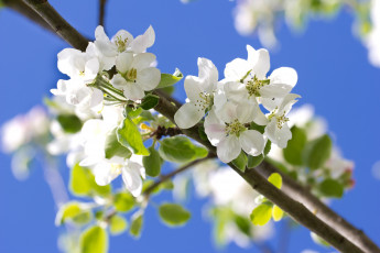 Картинка цветы цветущие+деревья+ +кустарники весна