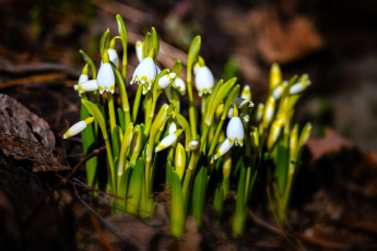 Картинка цветы подснежники +белоцветник белоцветник