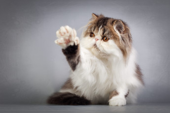 Картинка животные коты лапка