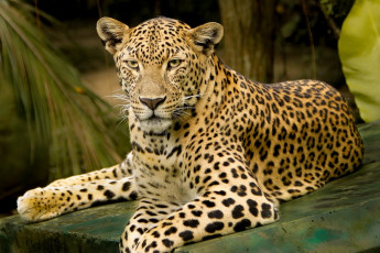 Картинка животные леопарды кошка