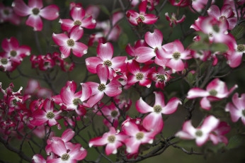 Картинка цветы кизил розовый