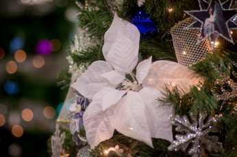 обоя праздничные, мишура,  гирлянды,  цветы, пуансеттия