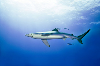 Картинка животные акулы океан глубина акула