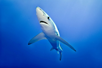 обоя животные, акулы, океан, глубина, акула