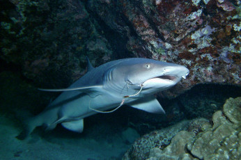 Картинка животные акулы океан глубина акула