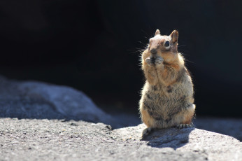 Картинка животные белки ест рыжая белка камни